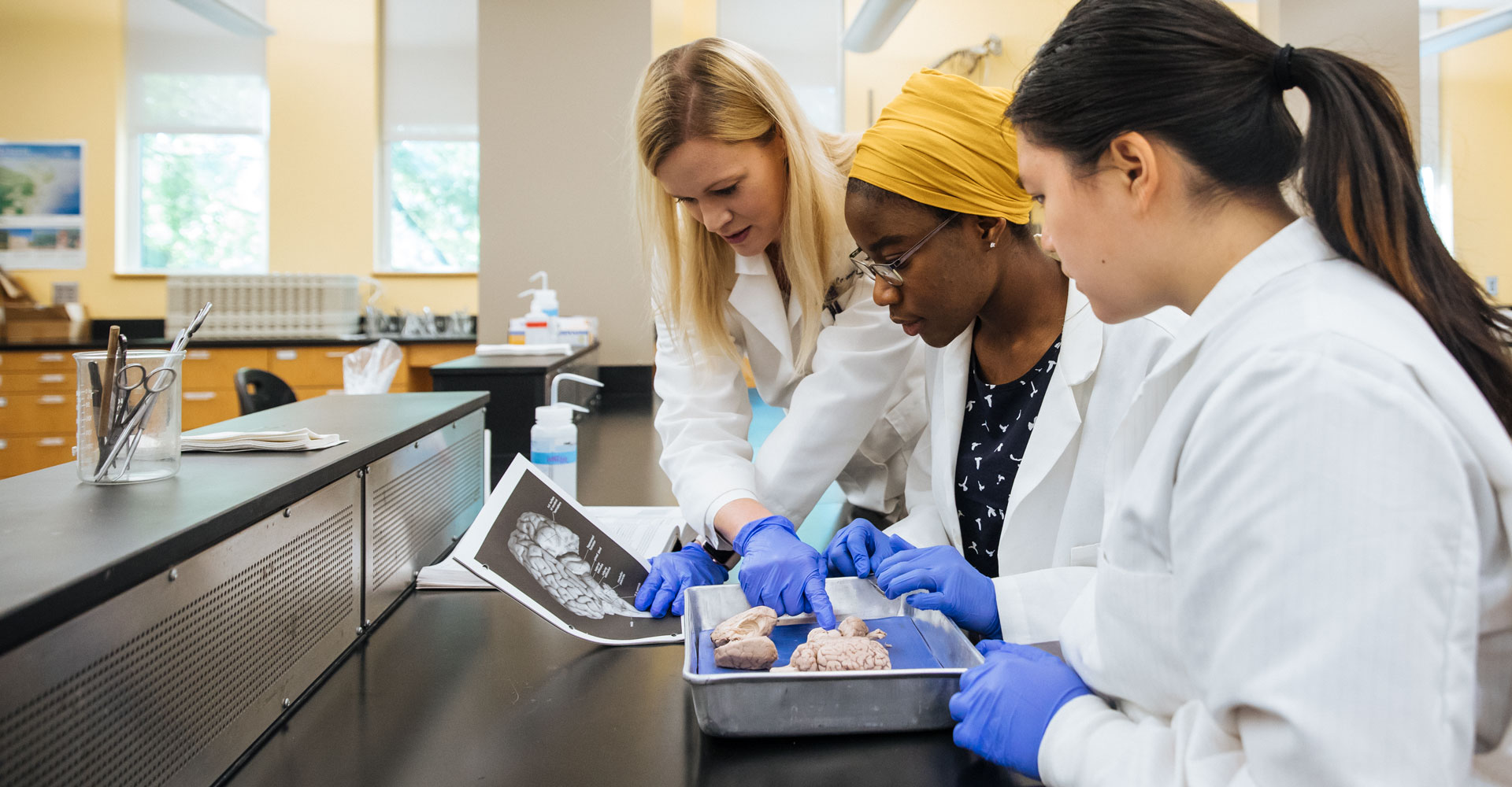 two female students studying a brain in a lab