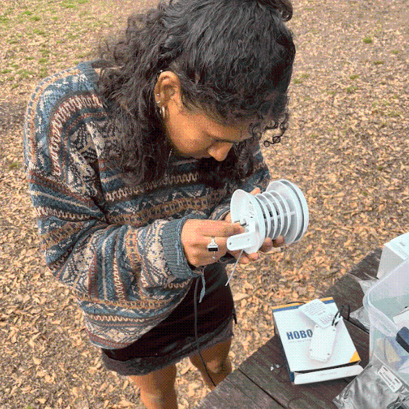 An environmental and sustainability studies student measures the circumference of a tree.