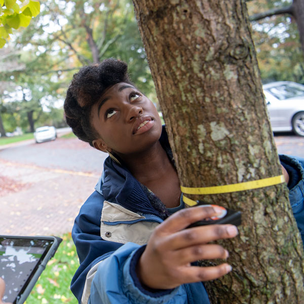 An environmental and sustainability studies student measures the circumference of a tree.