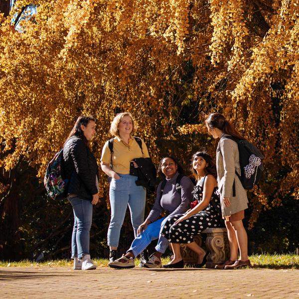 A group of students congregates around a bench on campus under a fall tree.