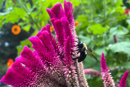 Bee on a bright pink flower blossom