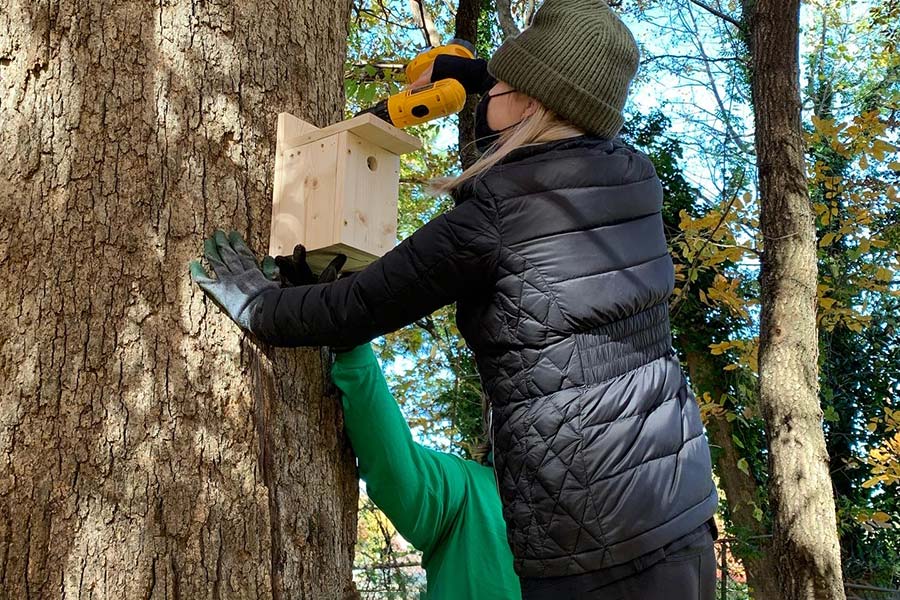 Woman with drill attaching a bird house to a tree