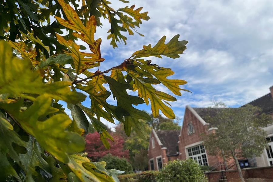 Oak leaves with campus building in backgroun