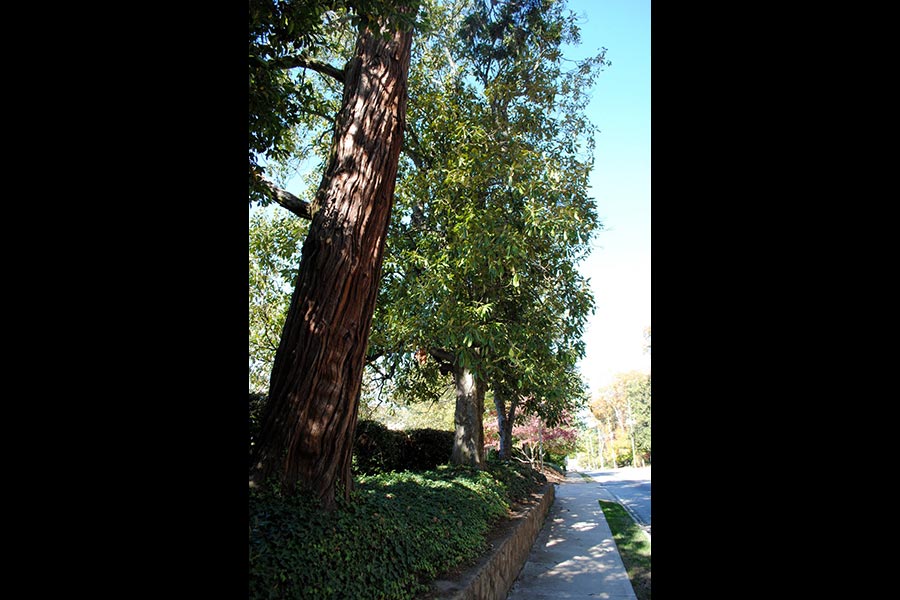 Incense Cedar near sidewalk and S. Candler St