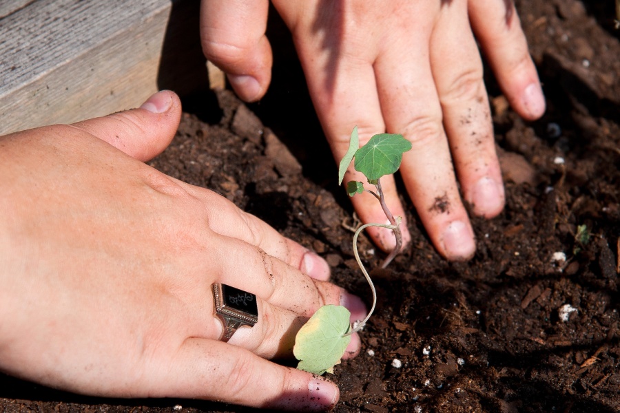 Hands placing a plant in the dirt